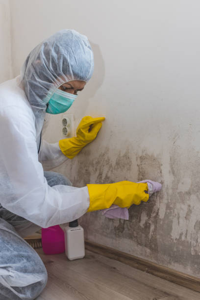  Bladensburg, MD Mold Removal Pros