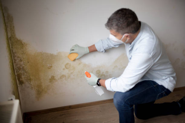 Best Comprehensive Air Testing for Mold Contaminants  in Bladensburg, MD