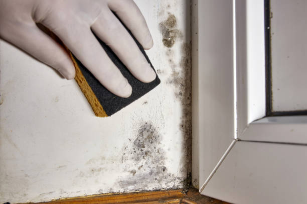 Mold Remediation for Rental Properties in Bladensburg, MD